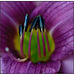 Day Lily Stamen Close-up