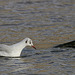 Mouette