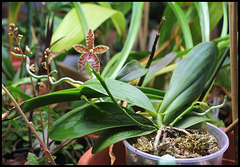 Phalaenopsis tetraspis x cornu-cervi thalebani