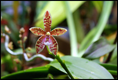 Phalaenopsis'Meen Estrella '= tetraspis x cornu-cervi thalebanii