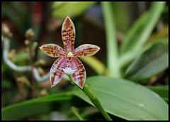 Phalaenopsis'Meen Estrella '= tetraspis x cornu-cervi thalebanii