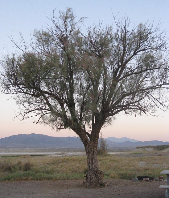 Tecopa Hot Springs 3249a