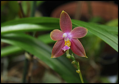 Phalaenopsis bellina x venosa ='Joshua Irwin Ginsberg'