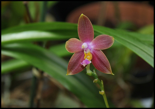 Phalaenopsis bellina x venosa ='Joshua Irwin Ginsberg'