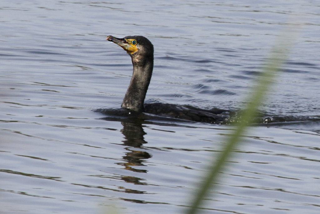 Cormoran