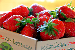 Erdbeeren - frisch geerntet