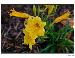 Day Lily Yellow