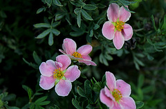 Potentilla fruticosa