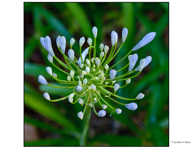 Lily of the Nile Buds