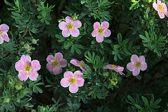 Potentilla fruticosa