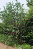 Jardin 19- jardin des délires délicieux (4)