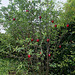Jardin 19- jardin des délires délicieux (4)