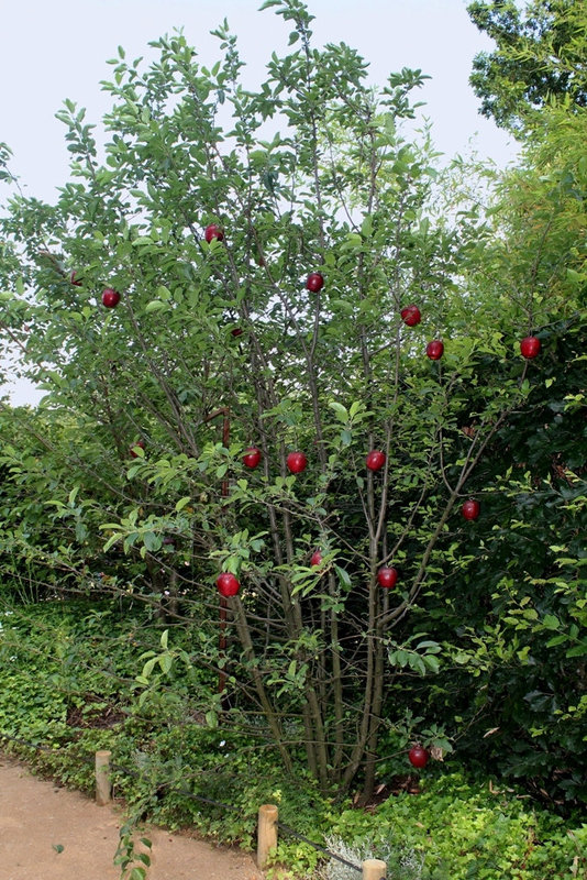 Jardin 19- jardin des délires délicieux (4)