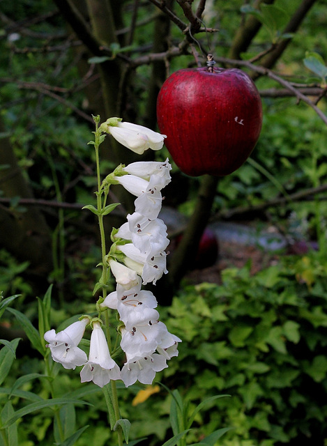 Penstemon 'Snow storm'