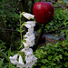 Penstemon 'Snow storm'