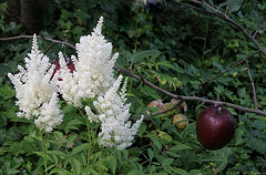 Astilbe japonica 'Deutschland'