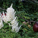 Astilbe japonica 'Deutschland'