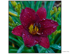 Day Lily Magenta and Rain