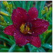 Day Lily Magenta and Rain