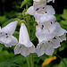 Penstemon 'Snow storm'