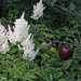 Astilbe japonica 'Deutschland'