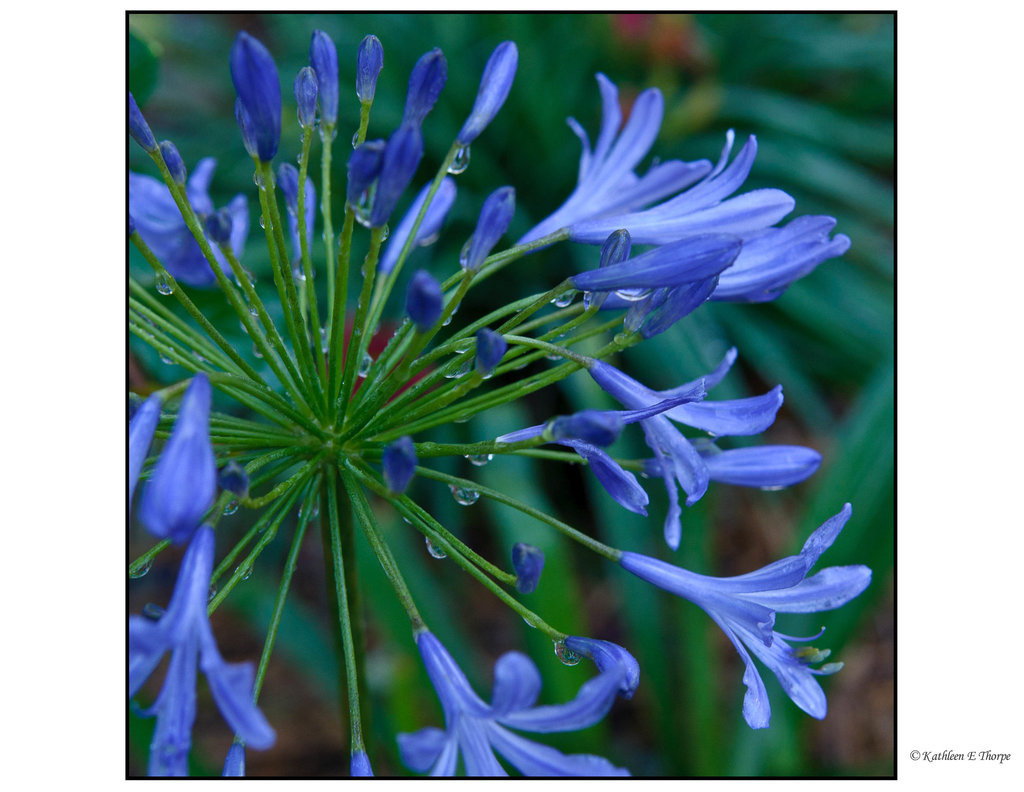 Lily of the Nile Opening Close-up