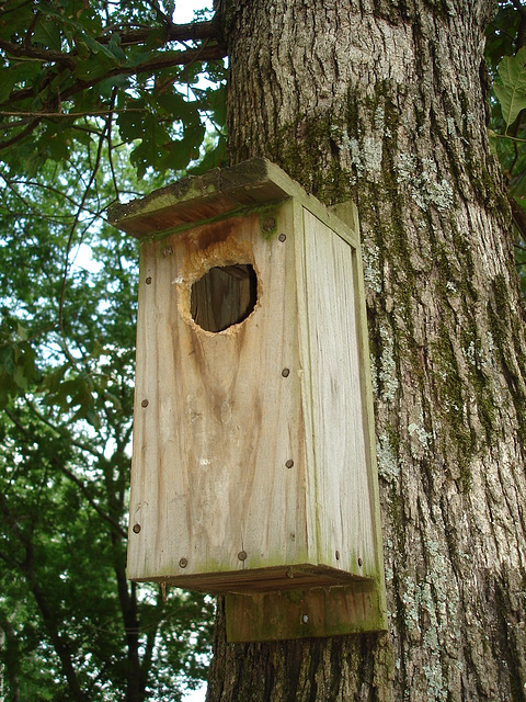 Bird's house / Cabane à oiseaux - 10 juillet 2010.