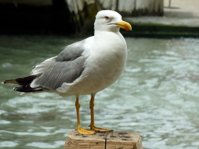 je me suis posée, pour regarder la mer