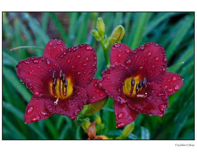 Day Lily Magenta Pair