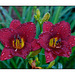 Day Lily Magenta Pair