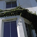 Ivy growing around the bay window