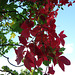 Underneath the apple trees in Autumn