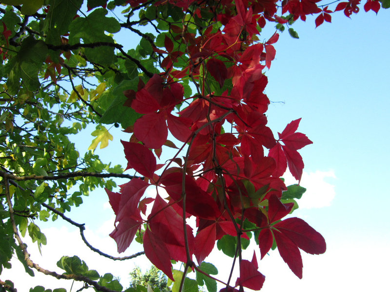 Underneath the apple trees in Autumn