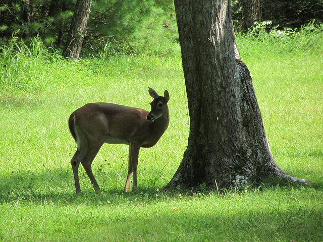 White Tailed Deer - 2