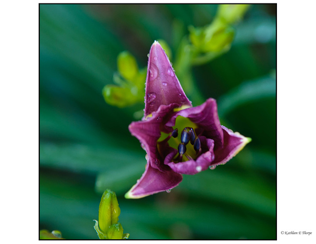 Day Lily Lavender Opening