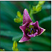 Day Lily Lavender Opening