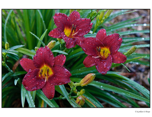 Day Lily Magenta Trio