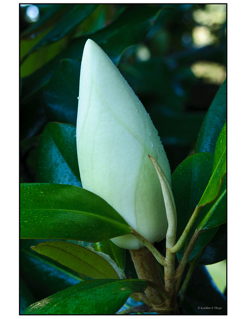 Magnolia Bud Soon to Open