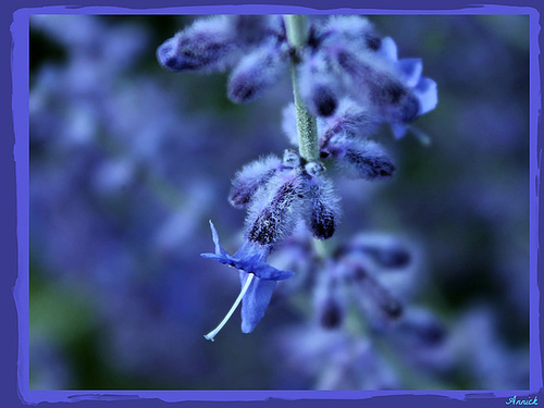 DOUCEUR***