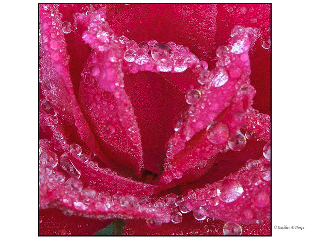 Rose with Rain Macro