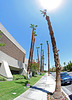 Palm Springs (5908)