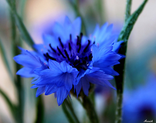 BLEUET ***