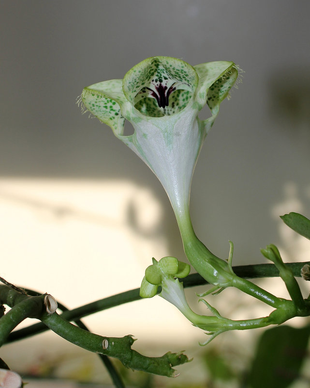 Ceropegia sandersonii (2)