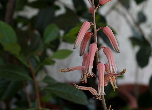 Aloe somaliensis (3)