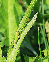 Kleine Heuschrecke