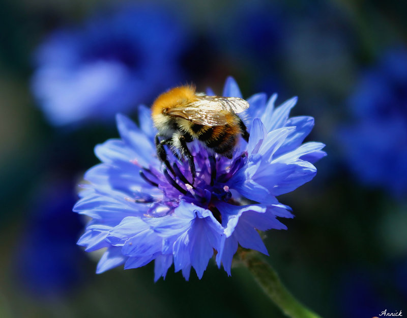 BLEU***