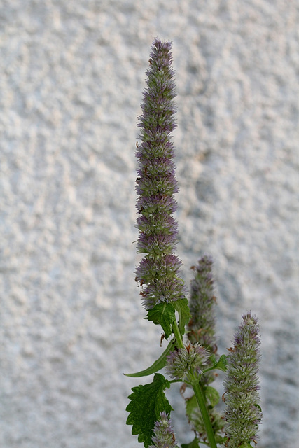 Agastache urticifolia