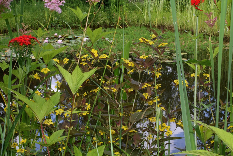 Bassin - Lychnis et Lysimaque