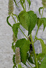 Agastache urticifolia (3)