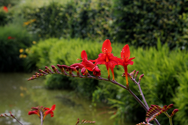 Crocosmia -Montbretia 'Lucifer'